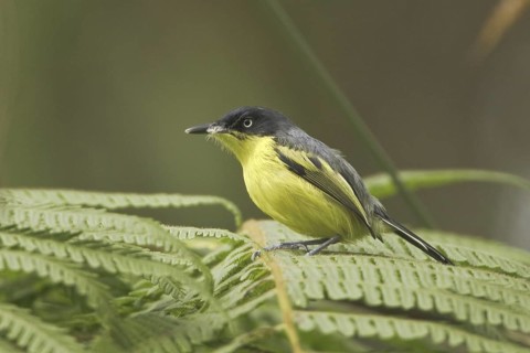 Common Tody-flycatcher (Todirostrum cinereum), Ecuador