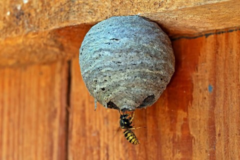 Wasp nest, wasp, animals, insects, fruit, fruits, nest, real wasps, breeding site, common wasp,