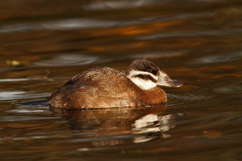 White-headed Duck (Oxyura leucocephala) female, North Rhine-Westphalia, Germany