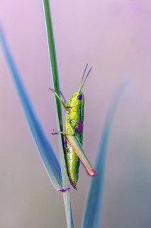 Small gold grasshopper, (Euthystira brachyptera), Chrysochraon brachyptera, grasshopper,