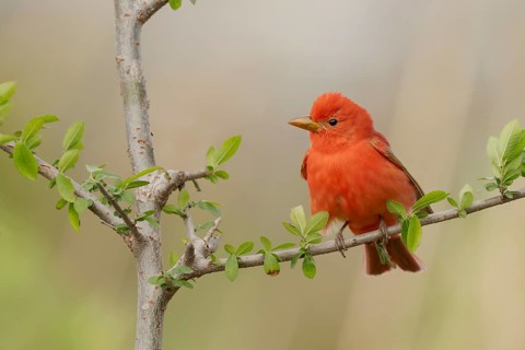 Summer Tanager (Piranga rubra) male perched on a branch, Texas, USA