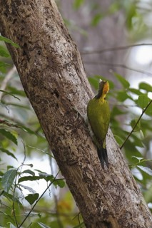 Greater Yellownape (Chrysophlegma flavinucha) female, Nam Nao National Park, Thailand