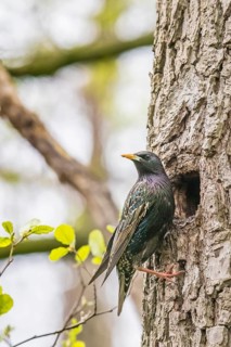 A starling (Sturnus vulgaris) sits in front of its breeding den natural den away from a tree trunk