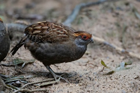 Spot-winged Wood Quail (Odontophorus capueira), Atlantic rainforest, Brazil