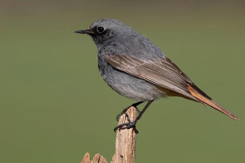 Black Redstart (Phoenicurus ochruros) male, Lower Saxony, Germany