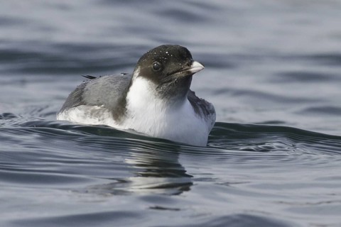 Ancient Murrelet (Synthliboramphus antiquus), British Columbia, Canada