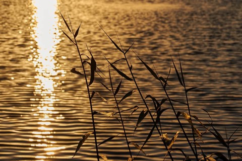 Sunlight reflected in water while grasses are moved by wind on the shore, Gialova Lagoon, Protected