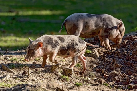Pot-bellied pigs (Sus scrofa f. domestica), newborn young animals, piglets, digging in a hole in