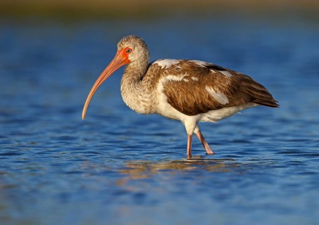 American White Ibis (Eudocimus albus) young foraging, Florida, USA