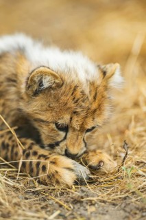 Cheetah (Acinonyx jubatus) youngster lying on a meadow, captive, occurrence Africa