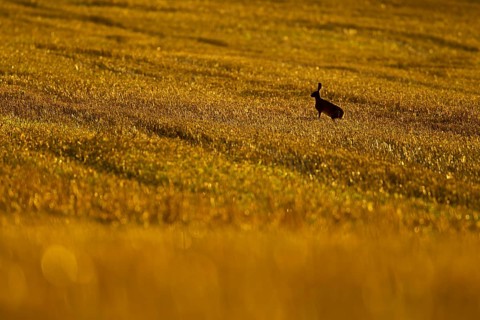 European brown hare (Lepus europaeus) adult animal in a farmland stubble field in summer, Norfolk,