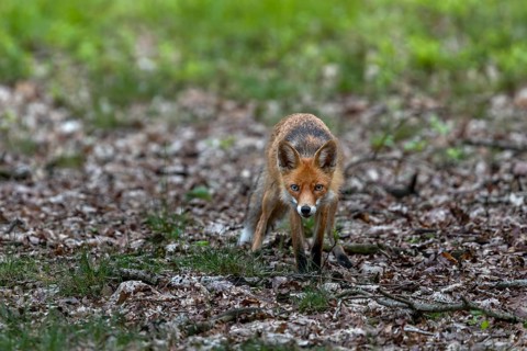 During the rearing period, the red fox (Vulpes vulpes) is almost constantly busy catching food for