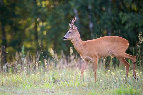 Roebuck (Capreolus capreolus) walking attentively in a forest clearing, Tyrol, Austria
