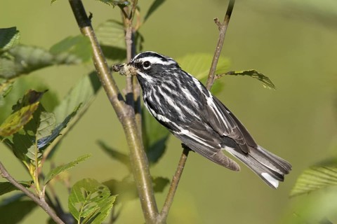 Black-and-white Warbler Mniotilta varia Tamarack, Aitkin County, Minnesota, USA 24 June Adult Male