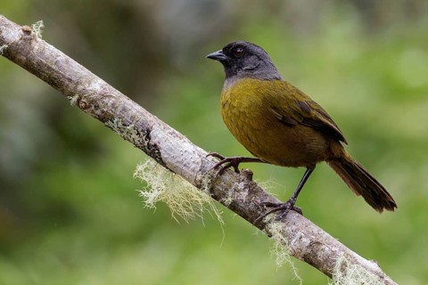 Large-footed Finch (Pezopetes capitalis) perched on a branch in Costa Rica