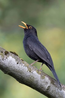 Common Blackbird (Turdus merula) male singing, Liechtenstein