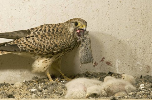Common Kestrel (Falco tinnunculus) juvenile, Saxony, Germany