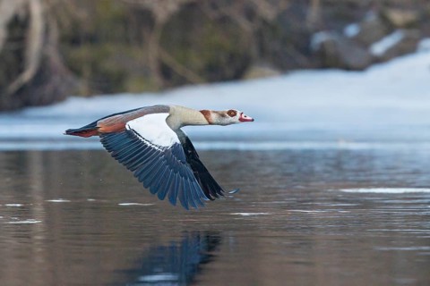 Egyptian Goose (Alopochen aegyptiaca) flying, Baden-Wuerttemberg, Germany