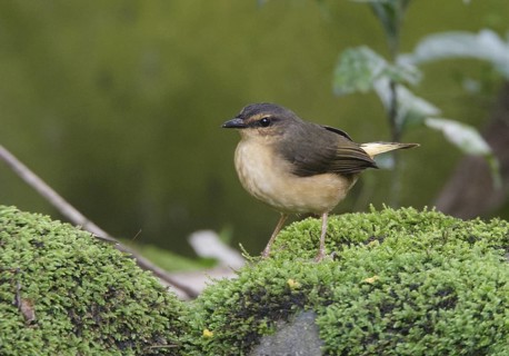 Buff-rumped Warbler (Myiothlypis fulvicauda), Santo Domingo, Ecuador