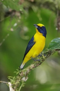 Thick-billed Euphonia (Euphonia laniirostris) perched on a branch in the mountains of Colombia,