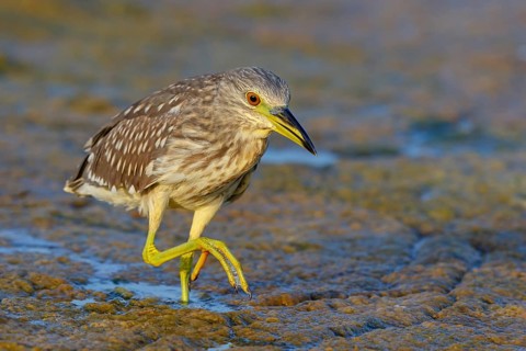 Black-crowned Night Heron, Night Heron, Black-crowned Night-Heron, Nycticorax nycticorax, Bihoreau
