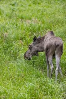 One adult male moose or elk, Alces alces, grazing on a meadow with tall fresh green grass