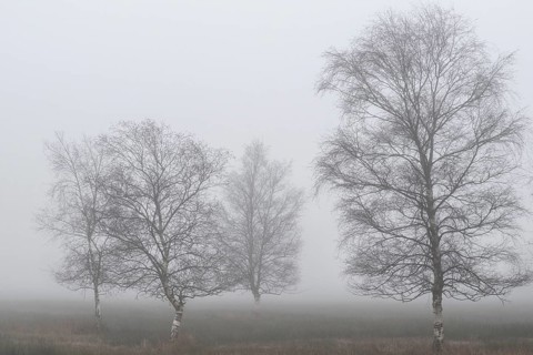 Birches (Betula pendula) in the fog in the moor, Emsland, Lower Saxony, Germany