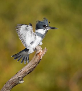 Belted Kingfisher (Megaceryle alcyon) male perched on a branch, Florida, USA