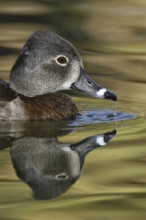 Ring-necked Duck (Aythya collaris) female, Arizona, USA