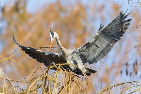 Grey heron, heron, nest, nesting material, (Ardea cinerea), blue sky, wildlife, animals, birds,