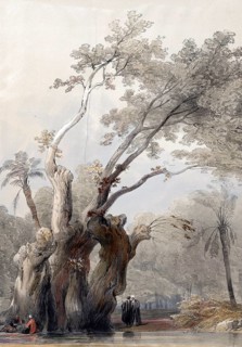 The Sacred Tree of Metereah, Egypt, c. 1850, Historical, digitally restored reproduction from a