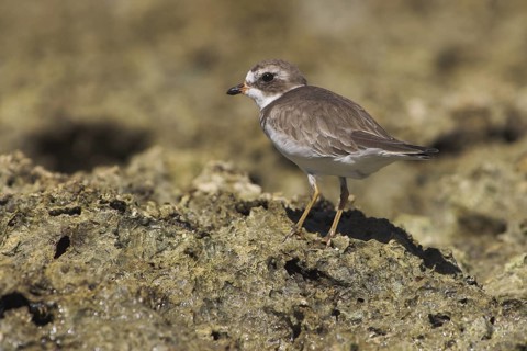 Semipalmated Plover (Charadrius semipalmatus), Costa Rica