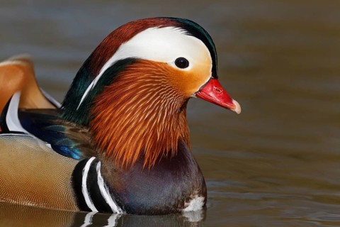 Mandarin Duck (Aix galericulata) male, Baden-Wuerttemberg, Germany