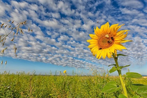 Common sunflower, (Helianthus annuus), flower, plant, blue sky, blossom, flowering, aster family,