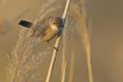 Menetries's Warbler (Sylvia mystacea) female, Sanliurfa, Turkey
