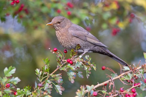 Blackbird (Turdus merula), one, individual, biotope, habitat, perch, garden, Neuhofen,