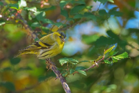 Eurasian Siskin (Spinus spinus) male, Abruzzo, Italy