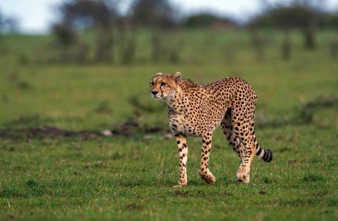 Cheetah (Panthera pardus), South Africa