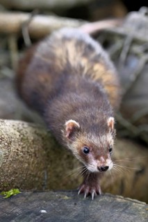 European polecat (Mustela putorius) also known as ferret, sitting on woodpile, captive, Switzerland