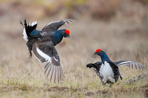 Black grouse (Lyrurus tetrix), black grouse courtship in Sweden, Fågelsjö, Gävleborgs län, Sweden