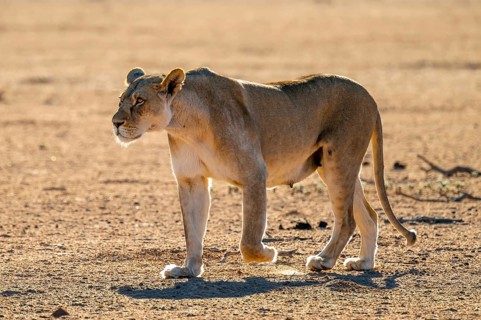 Lioness (Panthera leo), lateral full body view, Kgalagadi Transfrontier National Park, Northern