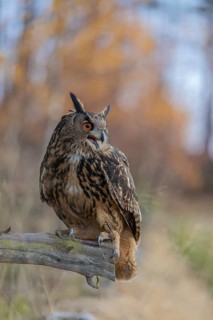 One Eurasian Eagle Owl, Bubo bubo, sitting on a root of a dead tree. A forest in fall foliage in