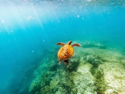 Green turtle (Chelonia mydas), underwater, Galapagos, Ecuador