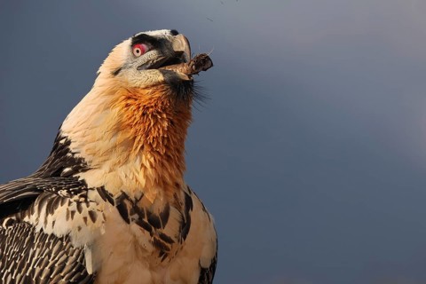 Close-up of a subadult bearded vulture in the Pyrenees with striking plumage and intense gaze.
