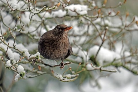 Blackbird (Turdus merula), female, snow-covered branches, Arnsberg, North Rhine-Westphalia, Germany