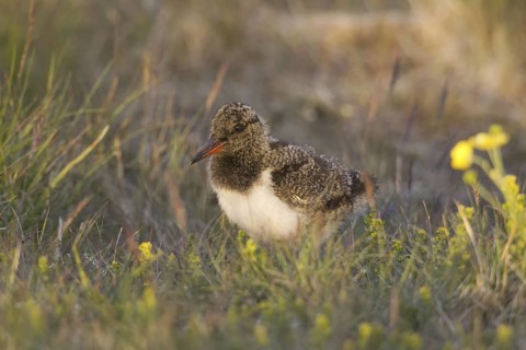 Eurasian Oystercatcher (Haematopus ostralegus) juvenile, Iceland