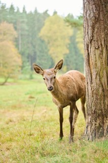 Red deer (Cervus elaphus) hind walking on a meadow, Bavaria, Germany