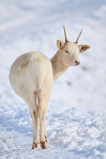 European fallow deer (Dama dama) buck on a snowy meadow in the mountains in tirol, Kitzbühel,