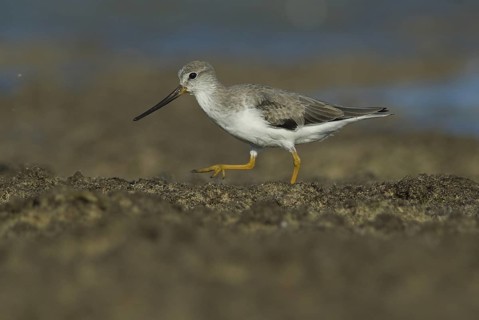Terek Sandpiper (Xenus cinereus), Oman