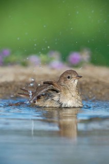 Common Nightingale (Luscinia megarhynchos) bathing in waterhole, Aosta Valley, Italy